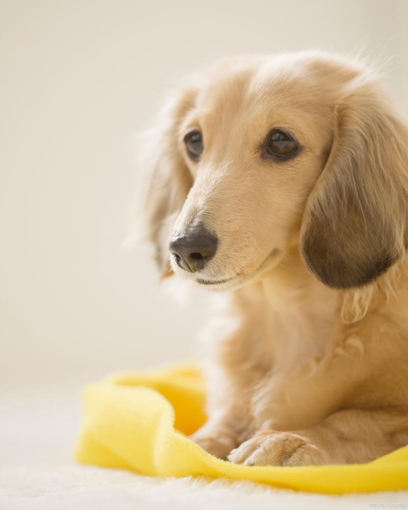 狗狗能吃柚子么,狗狗可以吃柚子吗??-第4张图片-后鲨宠物 狗狗能吃柚子么,狗狗可以吃柚子吗??-第4张图片-后鲨宠物