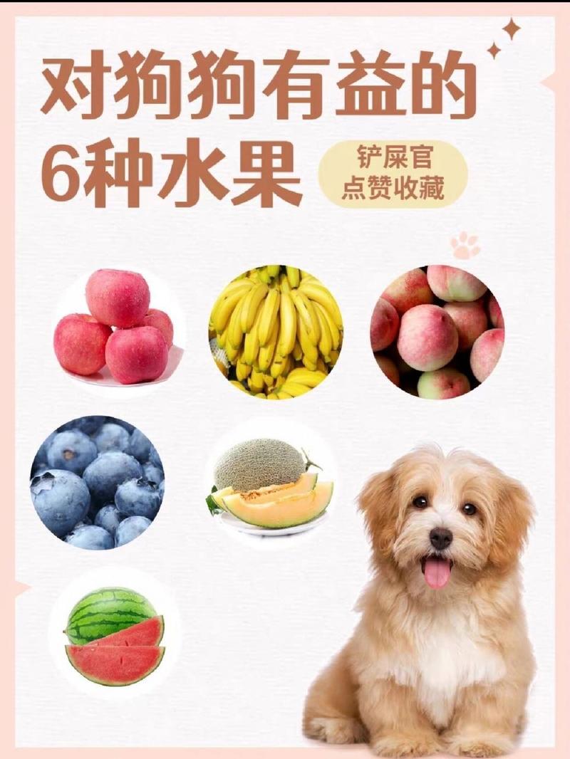 狗狗可以吃西柚吗_小狗可以吃西柚-第2张图片-后鲨宠物 狗狗可以吃西柚吗_小狗可以吃西柚-第2张图片-后鲨宠物