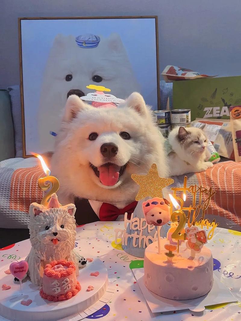 狗狗能吃生日蛋糕吗,狗狗生日可以吃蛋糕吗-第2张图片-后鲨宠物 狗狗能吃生日蛋糕吗,狗狗生日可以吃蛋糕吗-第2张图片-后鲨宠物