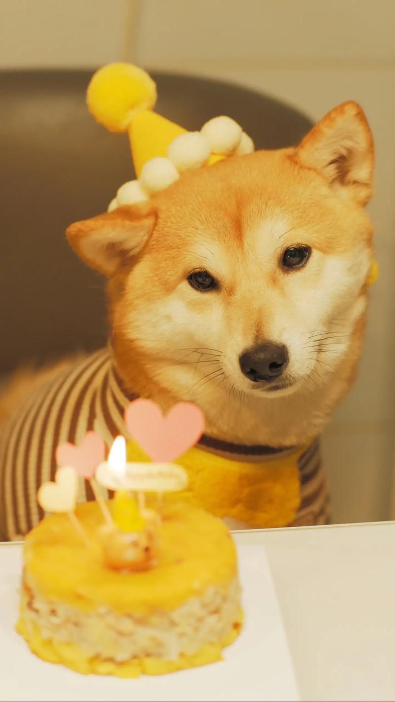 狗狗能吃生日蛋糕吗,狗狗生日可以吃蛋糕吗-第4张图片-后鲨宠物 狗狗能吃生日蛋糕吗,狗狗生日可以吃蛋糕吗-第4张图片-后鲨宠物