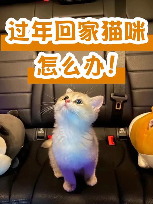 过年回家猫咪怎么办_过年回家猫咪带回家可以么-第2张图片-后鲨宠物 过年回家猫咪怎么办_过年回家猫咪带回家可以么-第2张图片-后鲨宠物