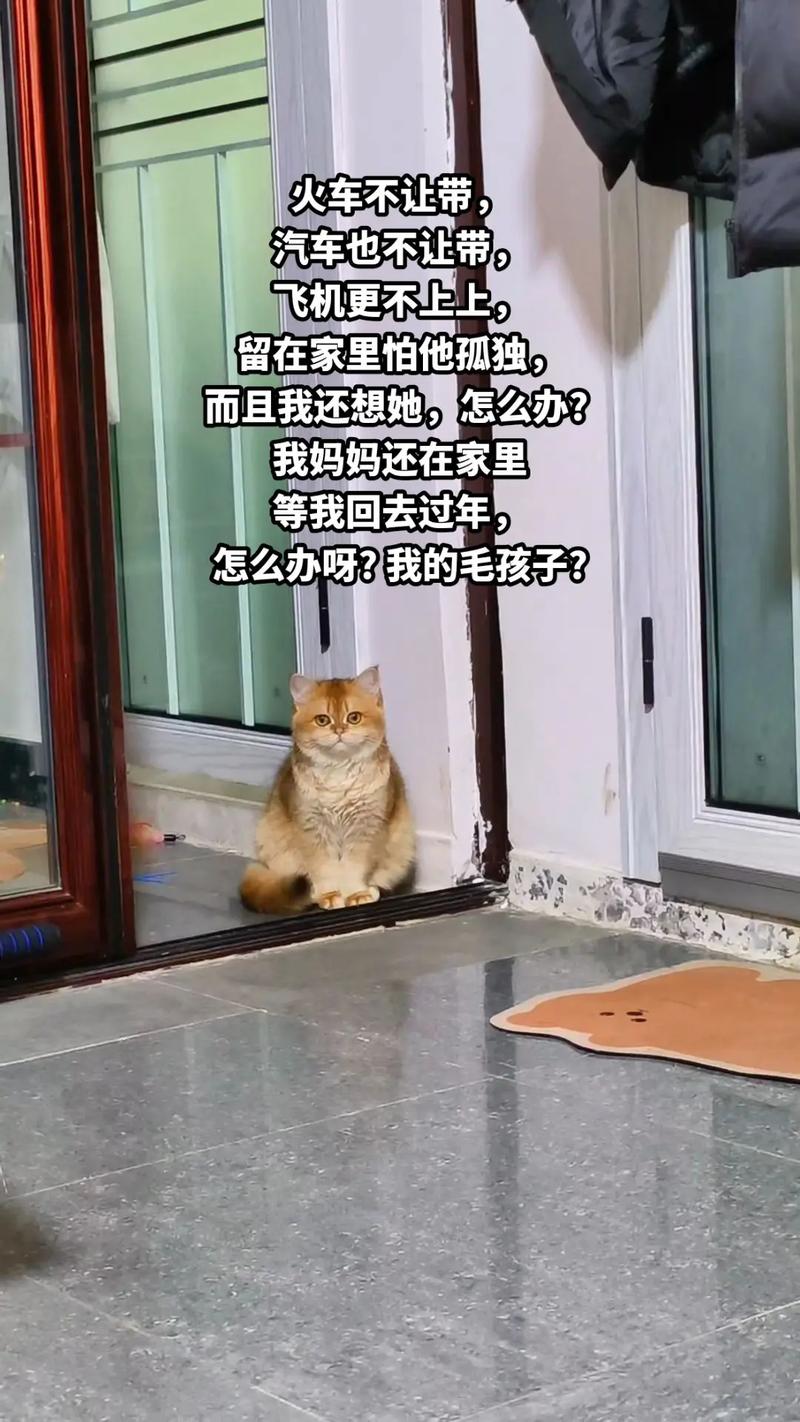 过年回家猫咪怎么办_过年回家猫咪带回家可以么-第3张图片-后鲨宠物 过年回家猫咪怎么办_过年回家猫咪带回家可以么-第3张图片-后鲨宠物