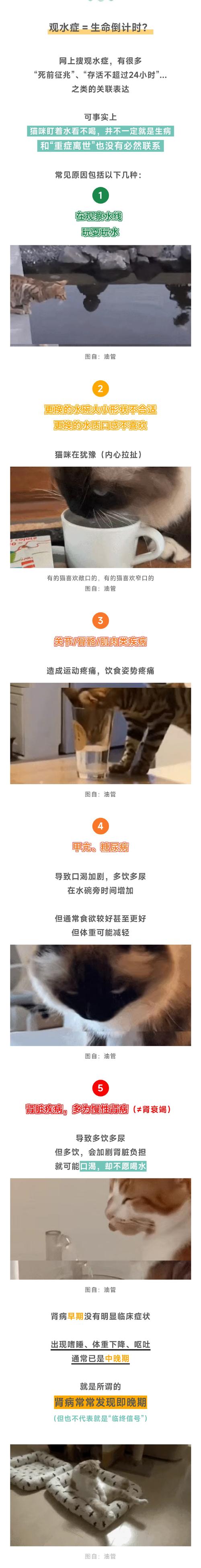 猫咪观水症多久会死，猫咪观水症多久会死亡？-第2张图片-后鲨宠物