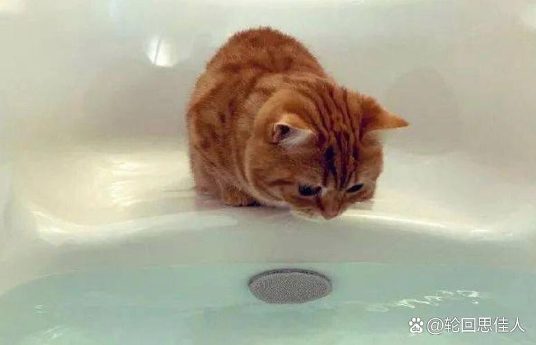 猫咪观水症多久会死，猫咪观水症多久会死亡？-第3张图片-后鲨宠物