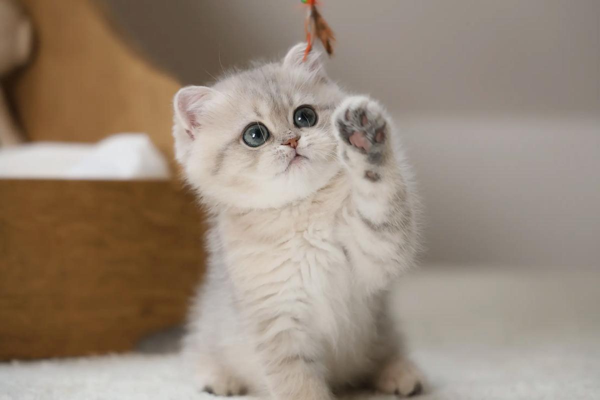 猫咪为什么发抖_猫咪为什么发抖的原因-第1张图片-后鲨宠物 猫咪为什么发抖_猫咪为什么发抖的原因-第1张图片-后鲨宠物