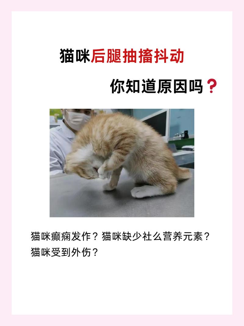 猫咪为什么发抖_猫咪为什么发抖的原因-第2张图片-后鲨宠物 猫咪为什么发抖_猫咪为什么发抖的原因-第2张图片-后鲨宠物