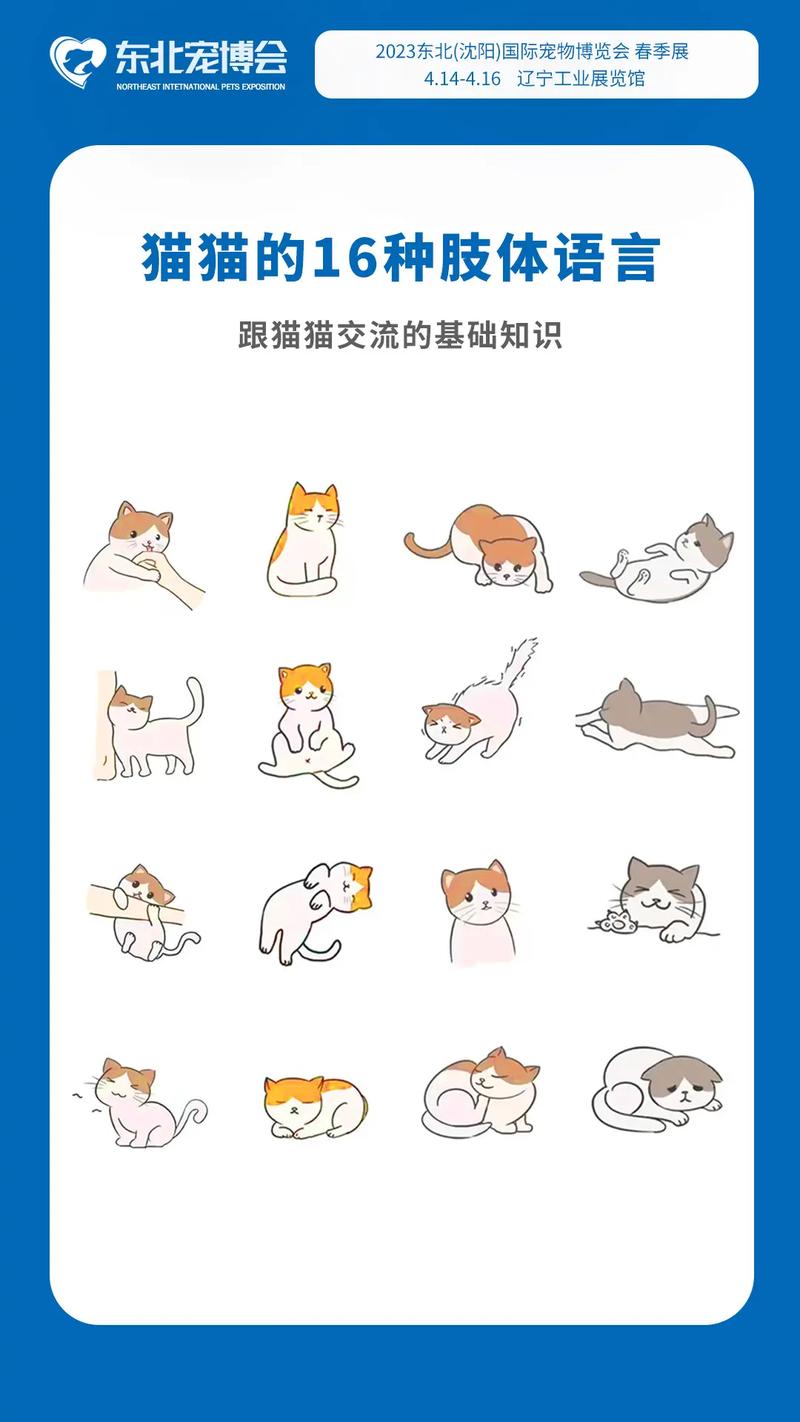 猫咪之间怎么交流,猫咪之间怎么交流视频?-第3张图片-后鲨宠物 猫咪之间怎么交流,猫咪之间怎么交流视频?-第3张图片-后鲨宠物