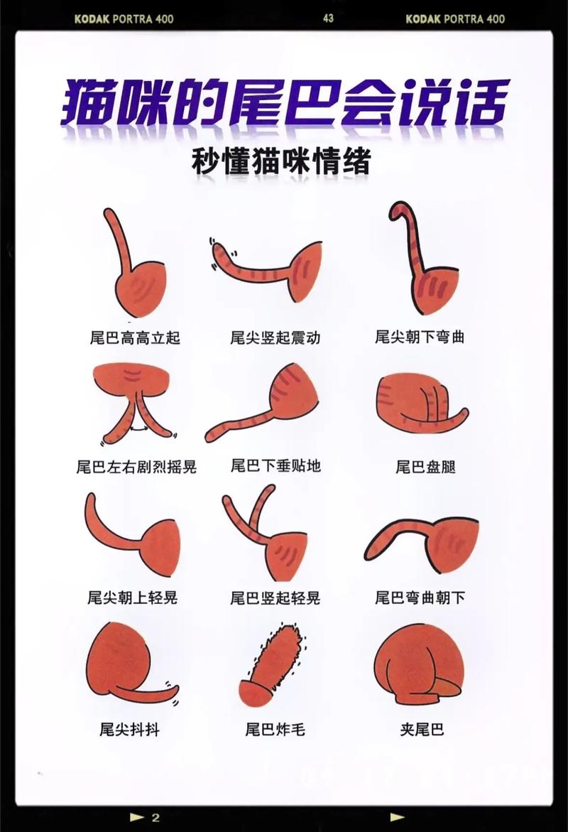 猫咪之间怎么交流,猫咪之间怎么交流视频?-第6张图片-后鲨宠物 猫咪之间怎么交流,猫咪之间怎么交流视频?-第6张图片-后鲨宠物