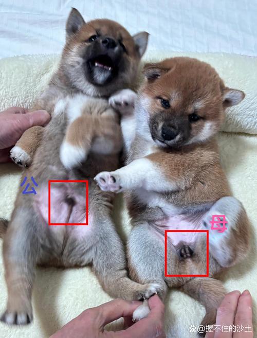 五个月狗狗还是幼犬吗_五个月的狗狗成年了吗-第1张图片-后鲨宠物 五个月狗狗还是幼犬吗_五个月的狗狗成年了吗-第1张图片-后鲨宠物