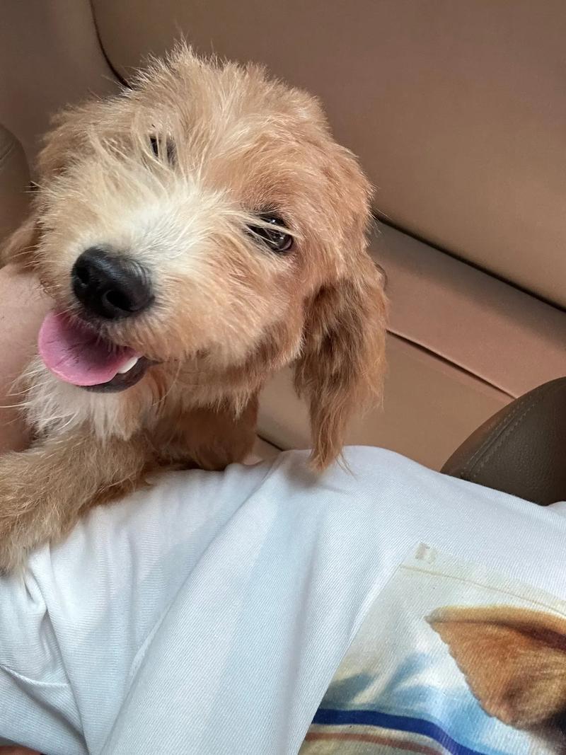 五个月狗狗还是幼犬吗_五个月的狗狗成年了吗-第3张图片-后鲨宠物 五个月狗狗还是幼犬吗_五个月的狗狗成年了吗-第3张图片-后鲨宠物