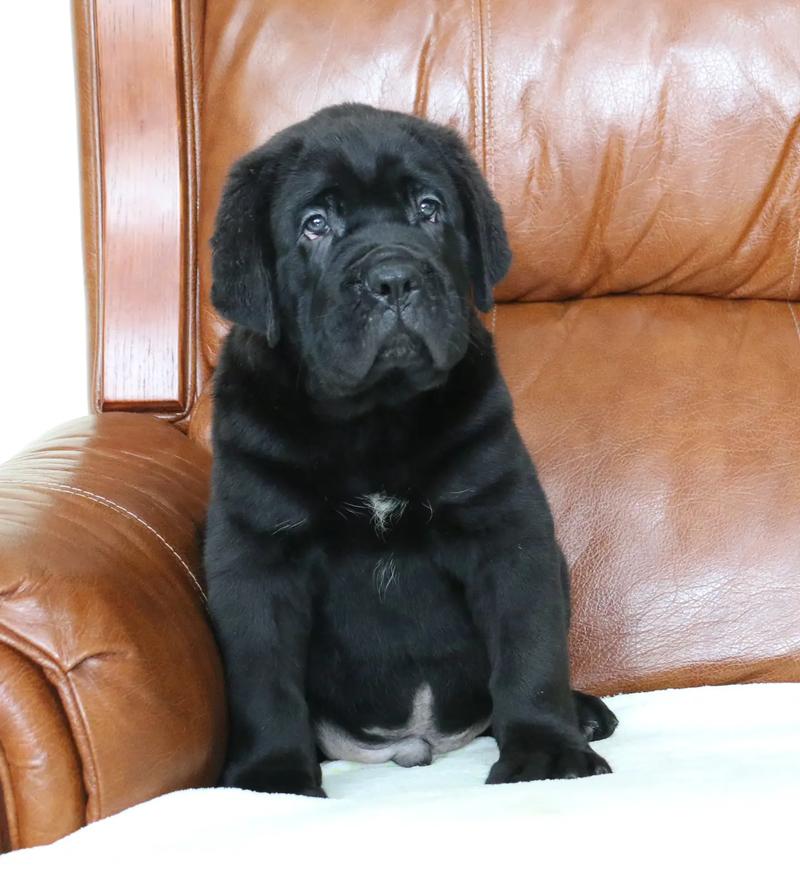 五个月狗狗还是幼犬吗_五个月的狗狗成年了吗-第4张图片-后鲨宠物 五个月狗狗还是幼犬吗_五个月的狗狗成年了吗-第4张图片-后鲨宠物