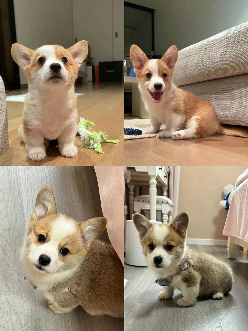 五个月狗狗还是幼犬吗_五个月的狗狗成年了吗-第6张图片-后鲨宠物 五个月狗狗还是幼犬吗_五个月的狗狗成年了吗-第6张图片-后鲨宠物