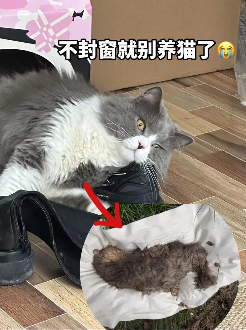 猫咪跑了怎么办_猫咪跑出去了怎么找回来