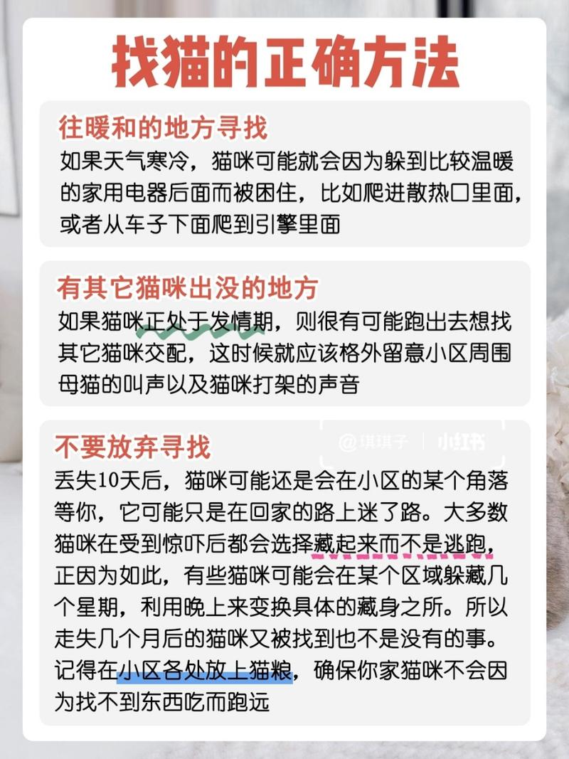 猫咪跑了怎么办_猫咪跑出去了怎么找回来-第2张图片-后鲨宠物