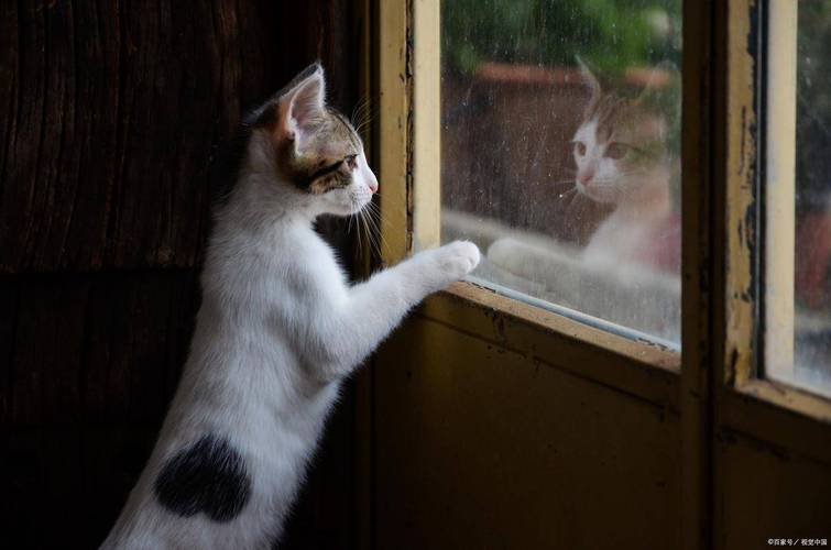 猫咪跑了怎么办_猫咪跑出去了怎么找回来-第3张图片-后鲨宠物