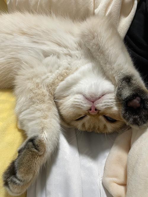 猫咪睡觉眼睛半睁半闭,猫咪睡觉眼睛半睁半闭什么原因?-第1张图片-后鲨宠物 猫咪睡觉眼睛半睁半闭,猫咪睡觉眼睛半睁半闭什么原因?-第1张图片-后鲨宠物