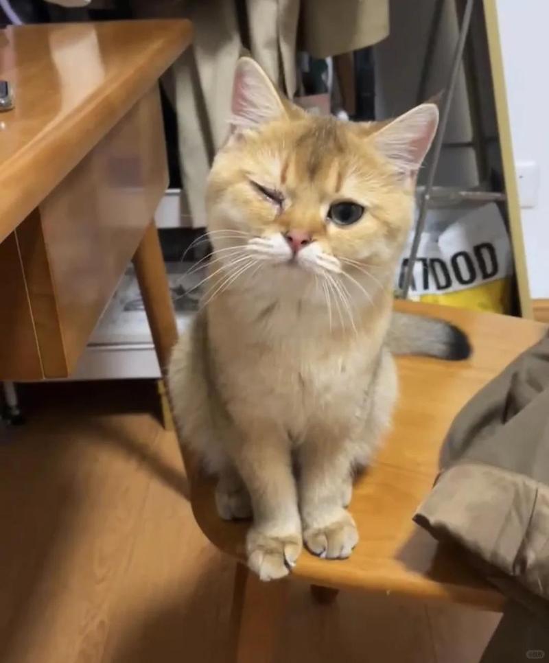 猫咪睡觉眼睛半睁半闭,猫咪睡觉眼睛半睁半闭什么原因?-第3张图片-后鲨宠物 猫咪睡觉眼睛半睁半闭,猫咪睡觉眼睛半睁半闭什么原因?-第3张图片-后鲨宠物