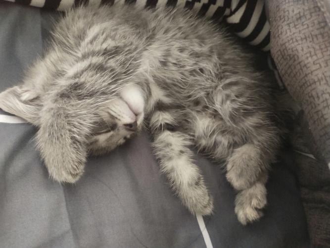 猫咪睡觉眼睛半睁半闭,猫咪睡觉眼睛半睁半闭什么原因?-第6张图片-后鲨宠物 猫咪睡觉眼睛半睁半闭,猫咪睡觉眼睛半睁半闭什么原因?-第6张图片-后鲨宠物