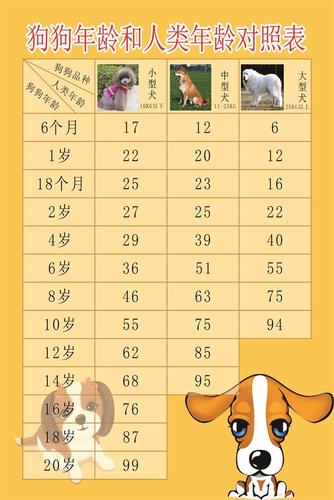 狗狗年龄对照表_狗狗年龄对照表2024-第3张图片-后鲨宠物 狗狗年龄对照表_狗狗年龄对照表2024-第3张图片-后鲨宠物