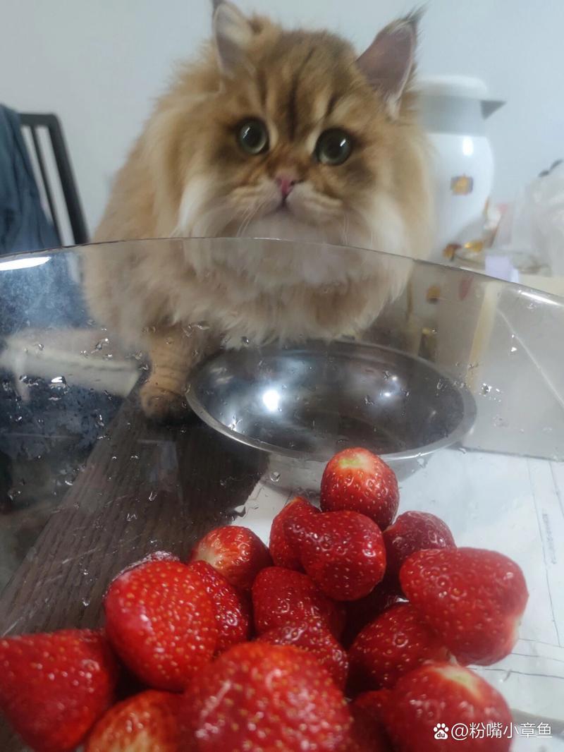 猫咪可以吃葡萄吗,猫咪可以吃什么水果?-第1张图片-后鲨宠物 猫咪可以吃葡萄吗,猫咪可以吃什么水果?-第1张图片-后鲨宠物