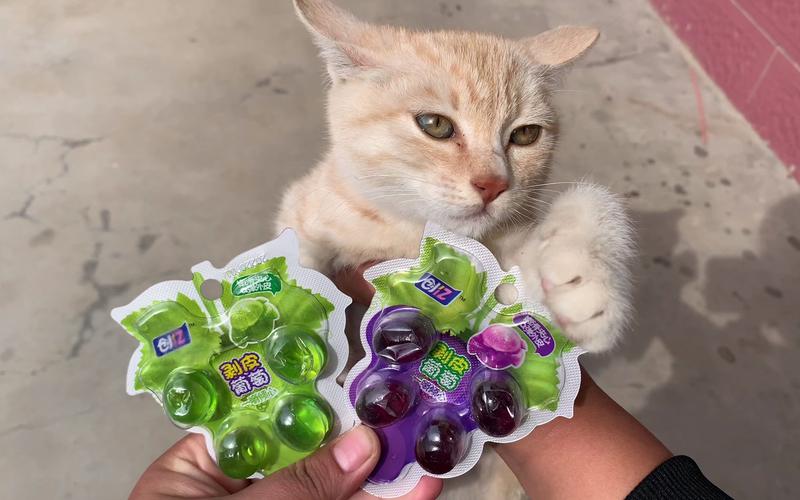 猫咪可以吃葡萄吗,猫咪可以吃什么水果?-第3张图片-后鲨宠物 猫咪可以吃葡萄吗,猫咪可以吃什么水果?-第3张图片-后鲨宠物