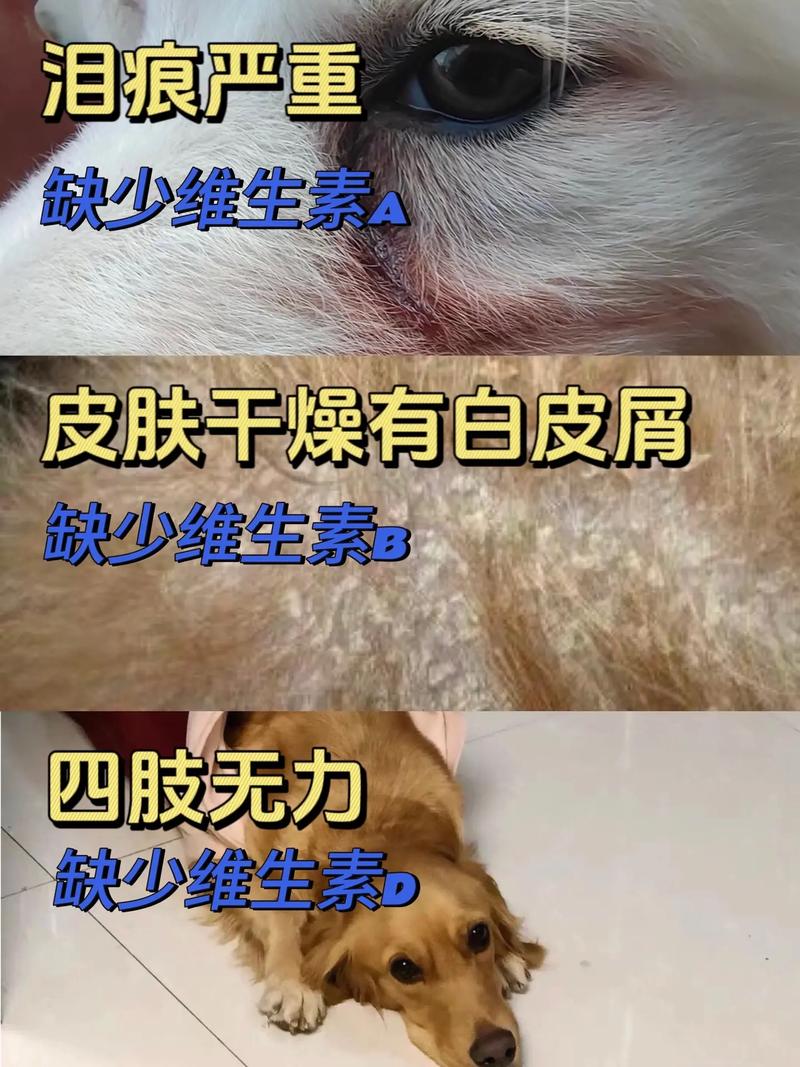 维生素b对狗狗的作用_维生素b对狗狗的作用和功效