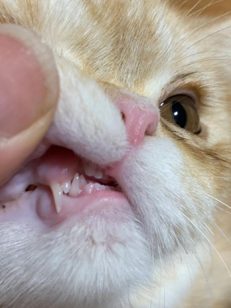 猫咪换牙有什么症状_猫咪换牙会有什么症状-第4张图片-后鲨宠物 猫咪换牙有什么症状_猫咪换牙会有什么症状-第4张图片-后鲨宠物