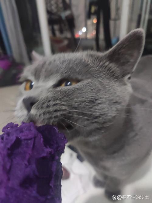猫咪能吃紫薯吗_猫咪能吃紫薯吗熟的-第4张图片-后鲨宠物 猫咪能吃紫薯吗_猫咪能吃紫薯吗熟的-第4张图片-后鲨宠物