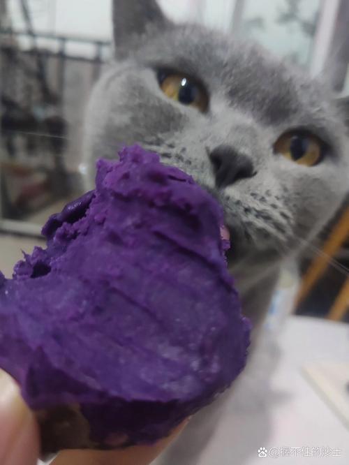 猫咪能吃紫薯吗_猫咪能吃紫薯吗熟的-第5张图片-后鲨宠物 猫咪能吃紫薯吗_猫咪能吃紫薯吗熟的-第5张图片-后鲨宠物