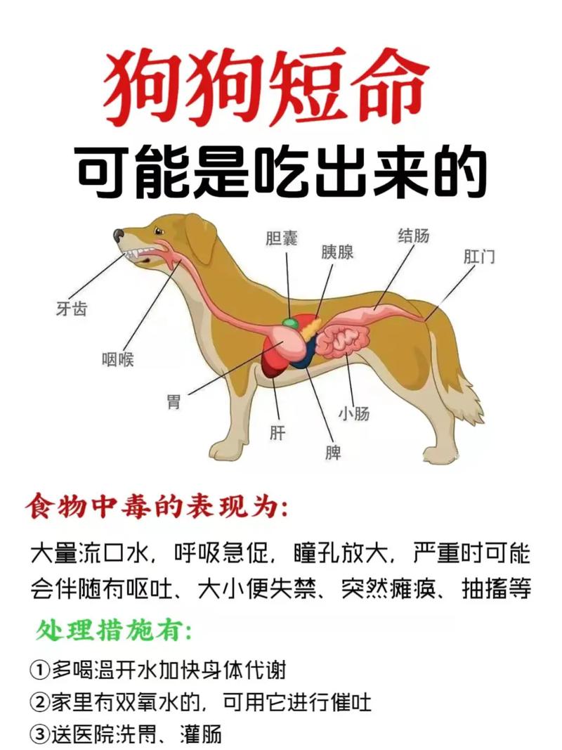 狗狗能吃烫的东西吗,狗狗能不能吃烫的-第1张图片-后鲨宠物 狗狗能吃烫的东西吗,狗狗能不能吃烫的-第1张图片-后鲨宠物