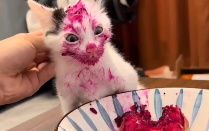 猫咪可以吃火龙果吗,猫能吃的20种水果?-第1张图片-后鲨宠物 猫咪可以吃火龙果吗,猫能吃的20种水果?-第1张图片-后鲨宠物