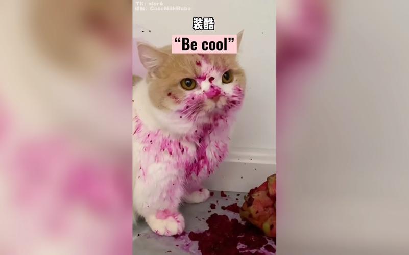 猫咪可以吃火龙果吗,猫能吃的20种水果?-第4张图片-后鲨宠物 猫咪可以吃火龙果吗,猫能吃的20种水果?-第4张图片-后鲨宠物