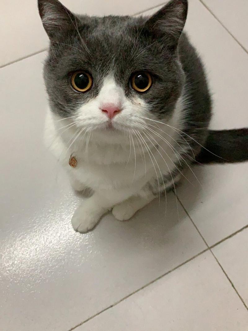 为什么猫咪一直叫_为什么猫咪一直叫唤不停-第2张图片-后鲨宠物