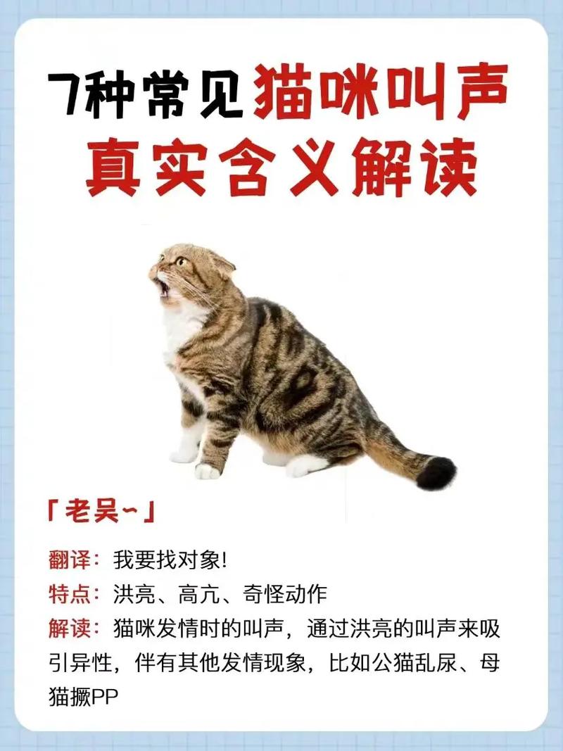 为什么猫咪一直叫_为什么猫咪一直叫唤不停-第4张图片-后鲨宠物