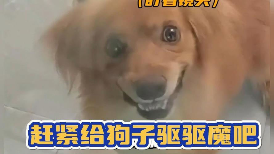 狗狗会被吓到吗，狗狗会被吓到吗为什么？