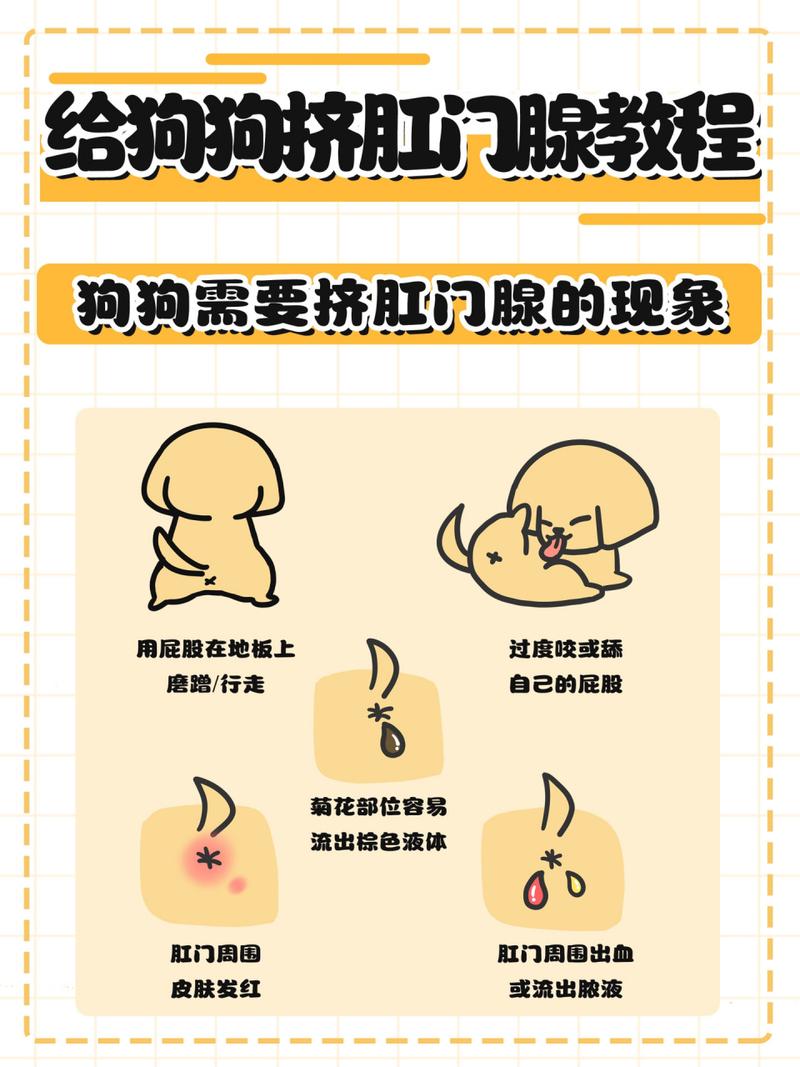 狗狗多大挤肛门腺_小狗多大开始挤肛门腺-第4张图片-后鲨宠物 狗狗多大挤肛门腺_小狗多大开始挤肛门腺-第4张图片-后鲨宠物