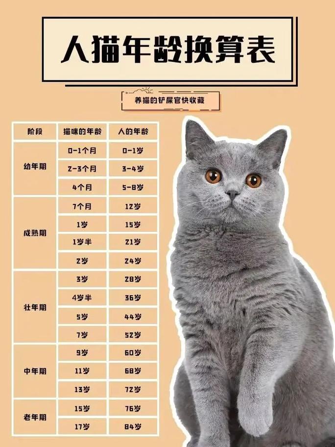 猫咪三个月等于人多大_猫咪三个月等于人多大的猫-第2张图片-后鲨宠物 猫咪三个月等于人多大_猫咪三个月等于人多大的猫-第2张图片-后鲨宠物