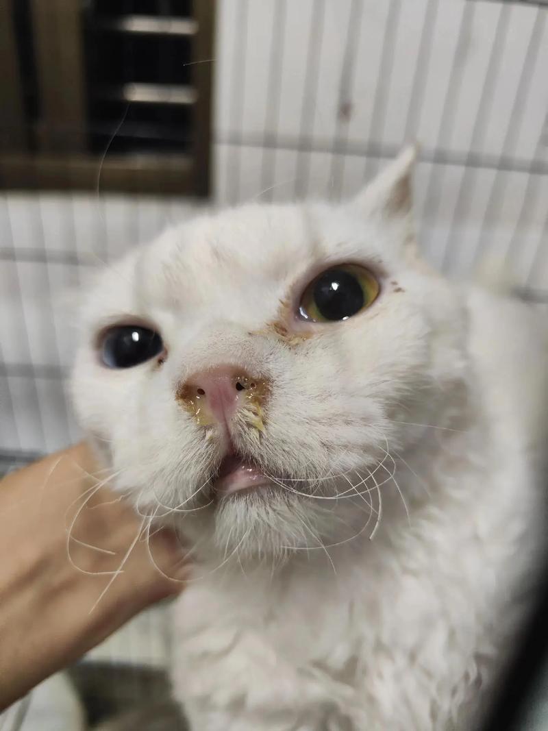 猫咪流黄色鼻涕,猫咪流黄色鼻涕是什么病?-第4张图片-后鲨宠物 猫咪流黄色鼻涕,猫咪流黄色鼻涕是什么病?-第4张图片-后鲨宠物