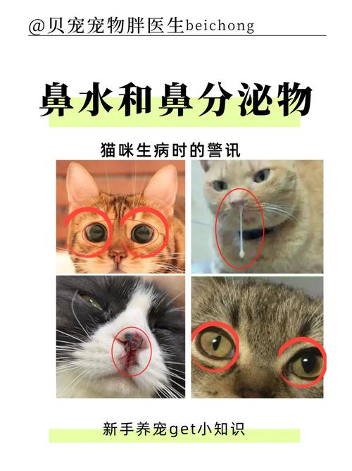猫咪流黄色鼻涕,猫咪流黄色鼻涕是什么病?-第6张图片-后鲨宠物 猫咪流黄色鼻涕,猫咪流黄色鼻涕是什么病?-第6张图片-后鲨宠物