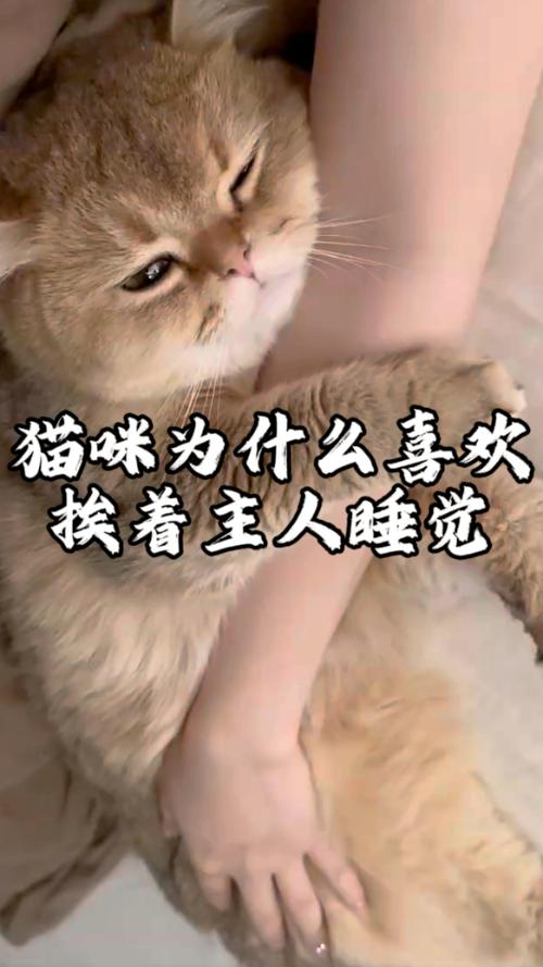 猫咪喜欢挨着人睡_猫咪喜欢挨着人睡觉是为什么-第5张图片-后鲨宠物 猫咪喜欢挨着人睡_猫咪喜欢挨着人睡觉是为什么-第5张图片-后鲨宠物