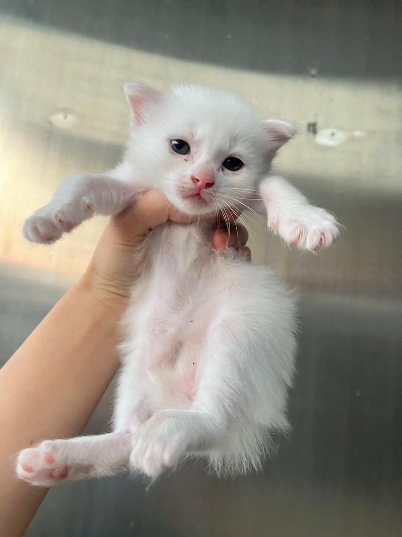 猫咪一个月多大，猫咪一个月多大相当于几岁？-第3张图片-后鲨宠物