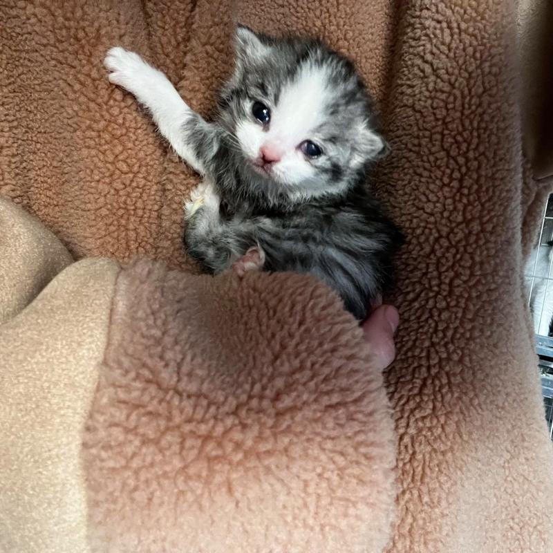 猫咪一个月多大，猫咪一个月多大相当于几岁？-第4张图片-后鲨宠物