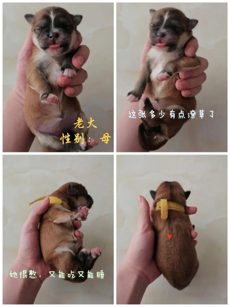 狗狗多大会走路_狗狗多大学走路-第1张图片-后鲨宠物 狗狗多大会走路_狗狗多大学走路-第1张图片-后鲨宠物