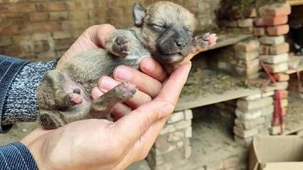 狗狗多大会走路_狗狗多大学走路-第2张图片-后鲨宠物 狗狗多大会走路_狗狗多大学走路-第2张图片-后鲨宠物