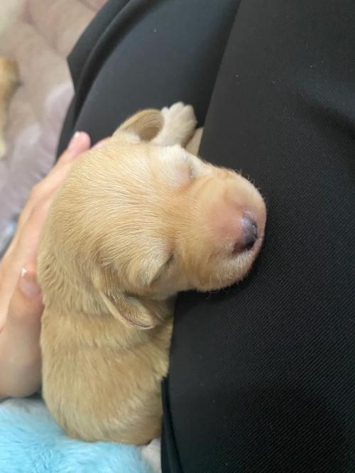 狗狗多大会走路_狗狗多大学走路-第4张图片-后鲨宠物 狗狗多大会走路_狗狗多大学走路-第4张图片-后鲨宠物