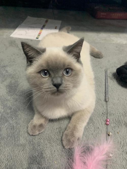 猫猫很凶怎么办，我家猫特别凶？-第1张图片-后鲨宠物