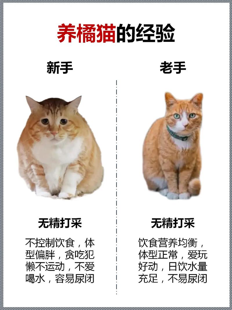 猫猫很凶怎么办，我家猫特别凶？-第3张图片-后鲨宠物