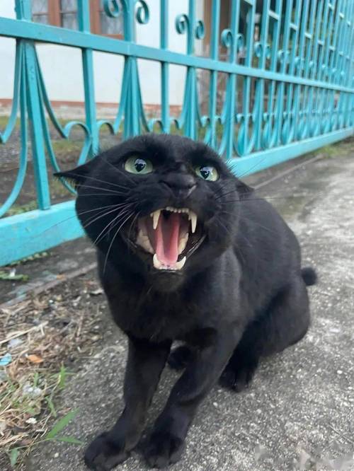 猫猫很凶怎么办，我家猫特别凶？-第4张图片-后鲨宠物