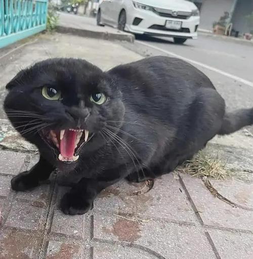 猫猫很凶怎么办，我家猫特别凶？-第5张图片-后鲨宠物