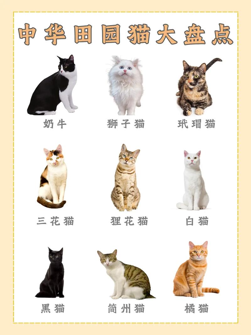 猫猫很凶怎么办，我家猫特别凶？-第6张图片-后鲨宠物